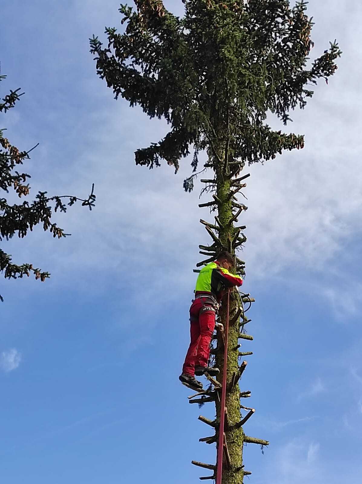 Professioneller Baumkletterer bei der Baumpflege in großer Höhe